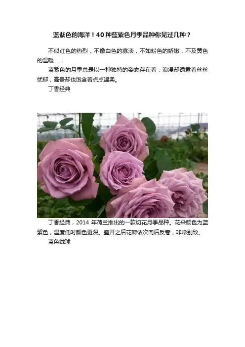 蓝紫色的海洋！40种蓝紫色月季品种你见过几种？