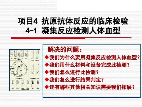 凝集反应检查人体血型