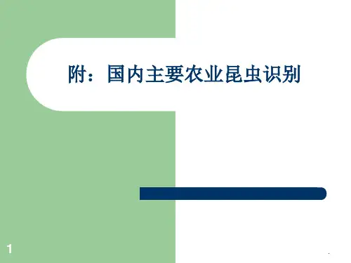 昆虫6分类图示ppt课件