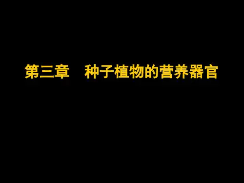 植物学3种子植物的营养器官