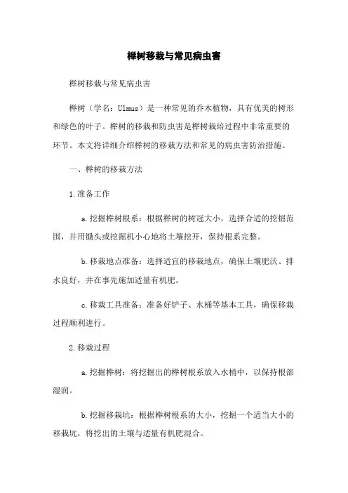 榉树移栽与常见病虫害