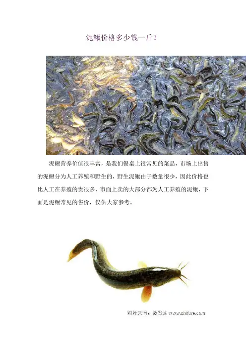 泥鳅价格多少钱一斤？