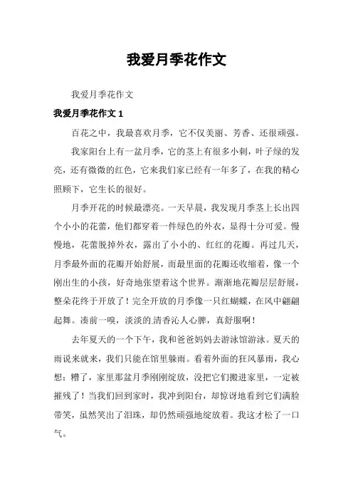 我爱月季花作文