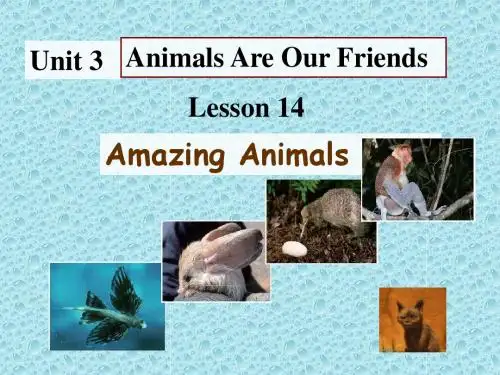 冀教版英语八下Unit 3《lesson 14 Amazing Animals》ppt课件2