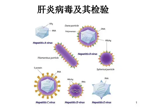 肝炎病毒及其检验ppt课件 (2)