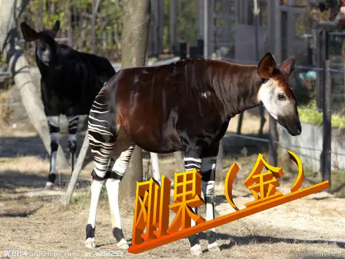 刚果