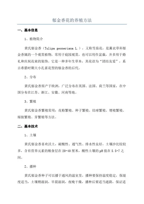 郁金香花的养殖方法
