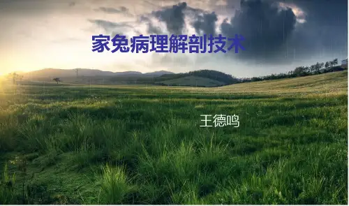 家兔解剖