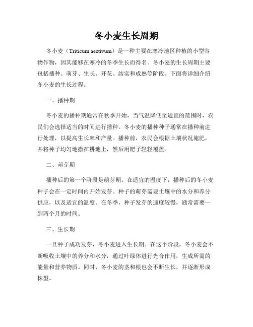 冬小麦生长周期