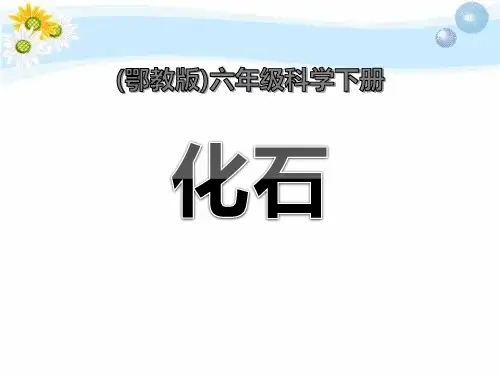 《化石》ppt获奖课件2