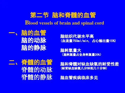 人体解剖-脑和脊髓的血管