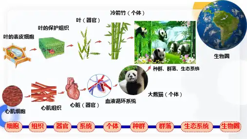 1.1 种群的数量特征(第1课时)高二生物上册课件(人教版2019选择性必修2)