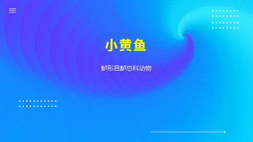 小黄鱼    