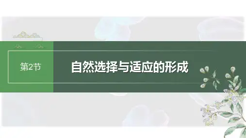 自然选择与适应的形成ppt课件