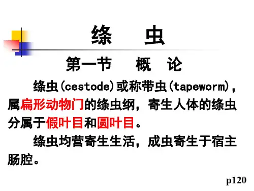 绦概猪牛绦虫ppt课件