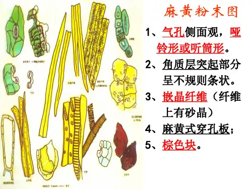 中鉴粉末显微图