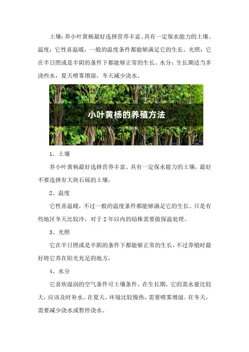 小叶黄杨的养殖方法
