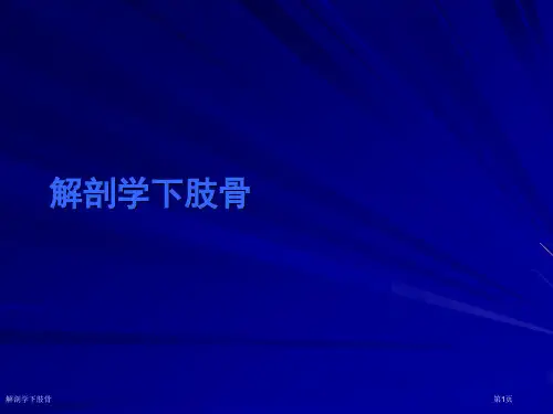解剖学下肢骨