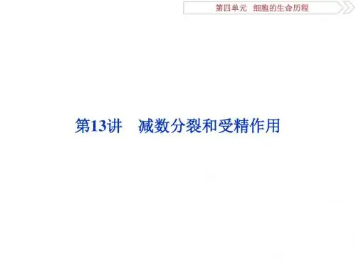 高考生物一轮复习第四单元细胞的生命历程第13讲减数分裂和受精作用课件