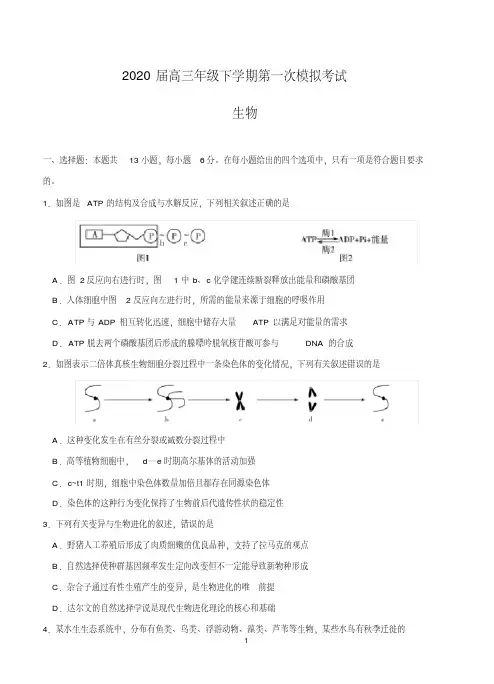 天一大联考2020届高三年级下学期第一次模拟考试理综生物
