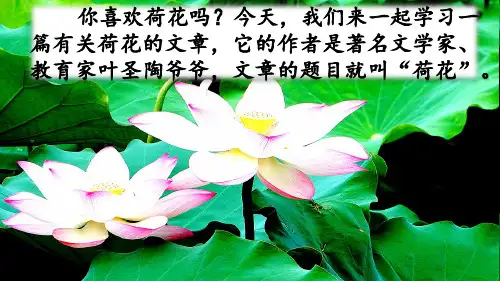 全国优质课一等奖小学三年级语文下册《荷花》公开课课件(人教部编版)