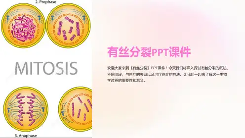 《有丝分裂》课件