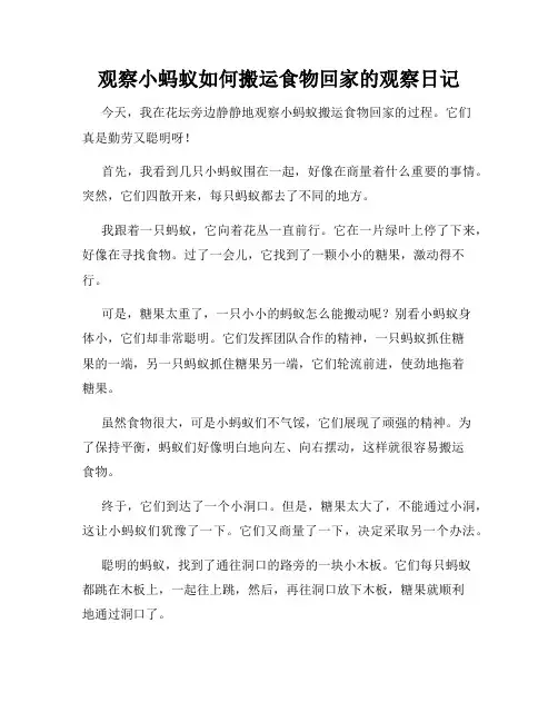 小学三年级作文观察小蚂蚁如何搬运食物回家的观察日记