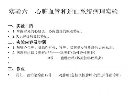 实验六  心脏血管和造血系统病理实验