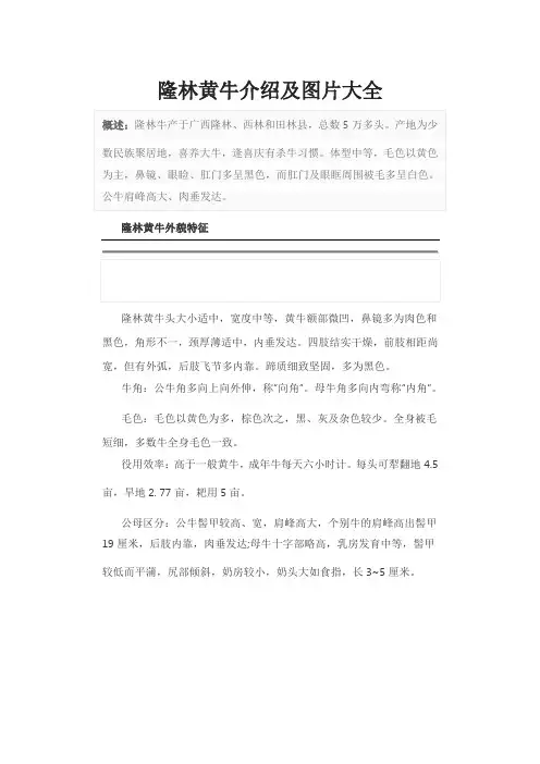 隆林黄牛介绍及图片大全