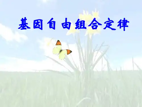 基因自由组合定律PPT教学课件