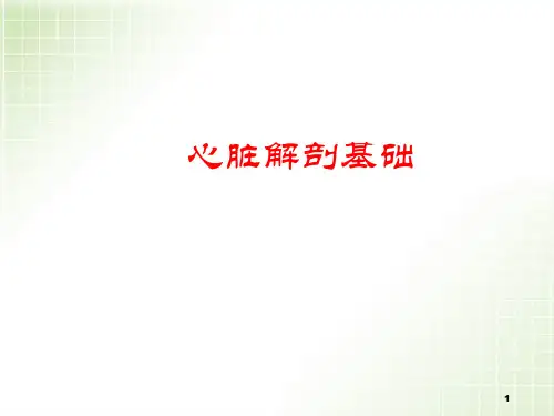 (推荐精选)心脏血管解剖
