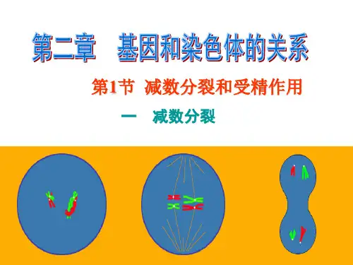 【人教版】高中生物必修二《 2.1.1 减数分裂》课件