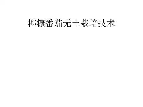 椰糠番茄无土栽培技术