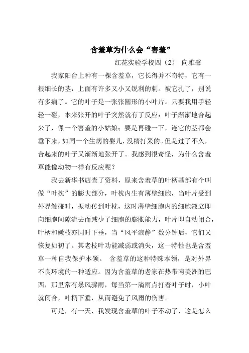 含羞草为什么会“害羞”