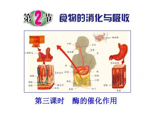 浙教版九年级科学(生物)上册4.2《食物的消化与吸收》(第三课时)