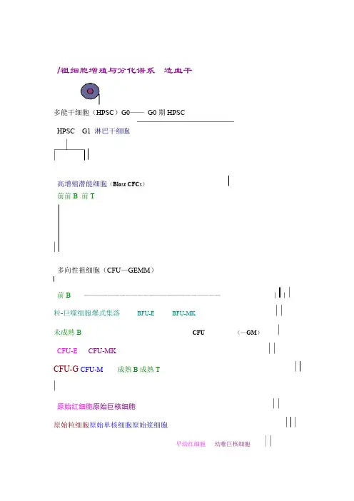 造血干细胞分化图