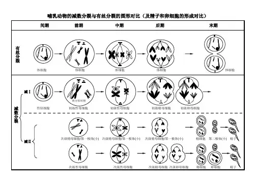 (完整版)减数分裂与有丝分裂图形及曲线绘制汇总