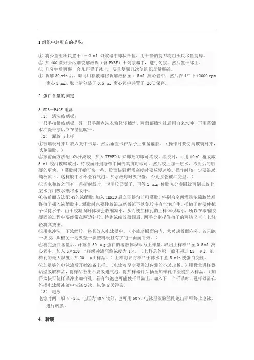western blot 操作步骤