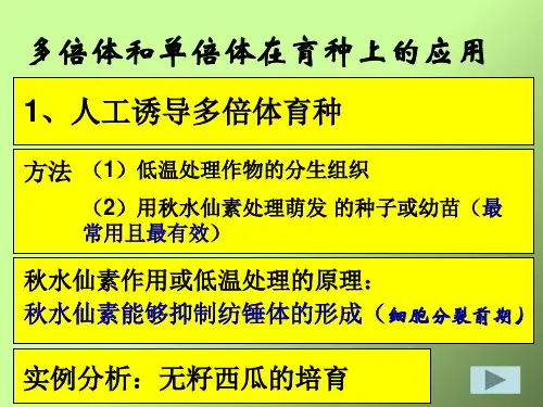 人教版教学课件单倍体育种多倍体育种-PPT文档