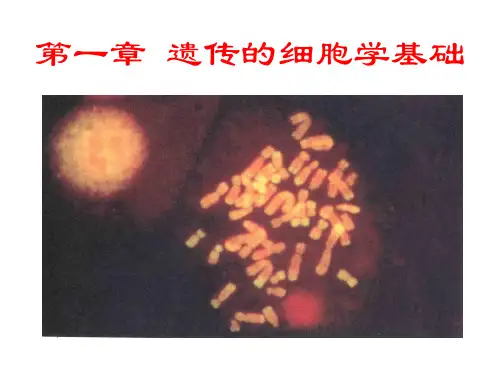 遗传学1ppt课件