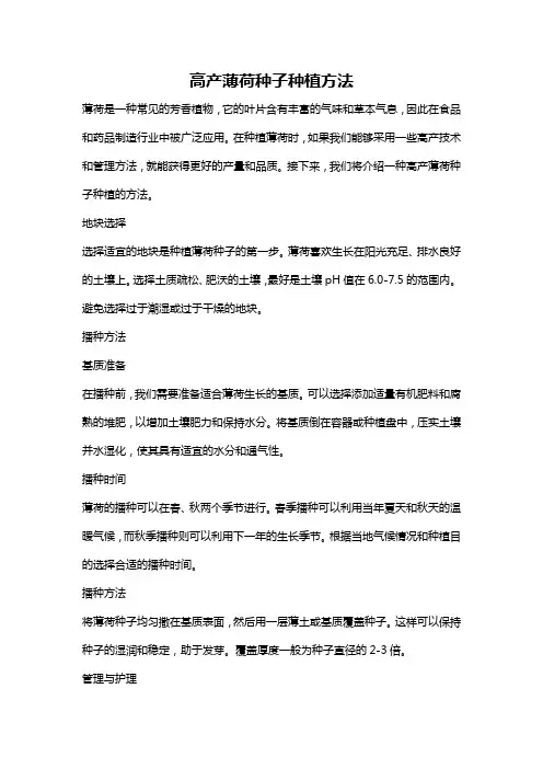 高产薄荷种子种植方法