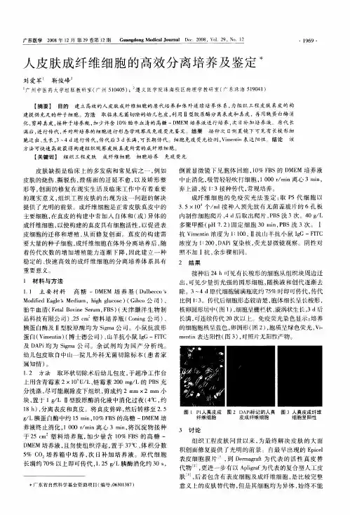 人皮肤成纤维细胞的高效分离培养及鉴定