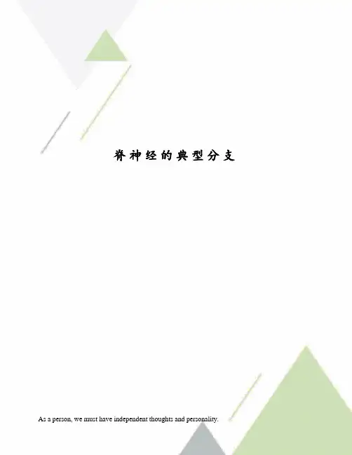 脊神经的典型分支