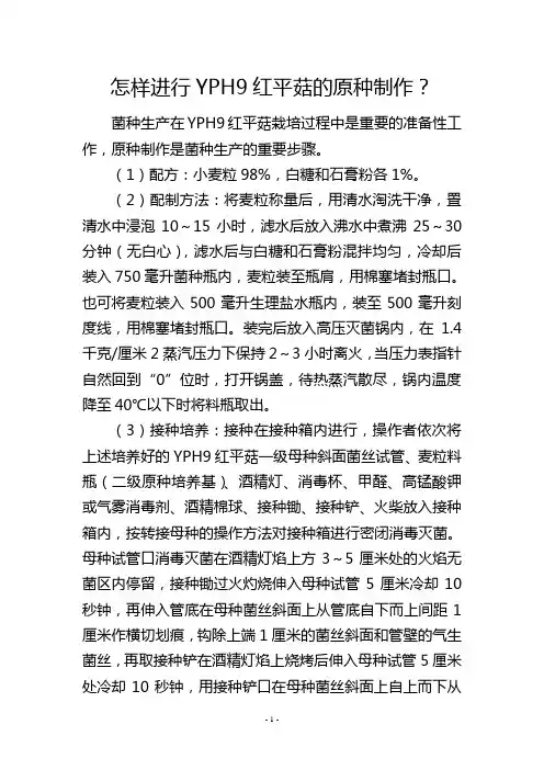 怎样进行YPH9红平菇的原种制作？
