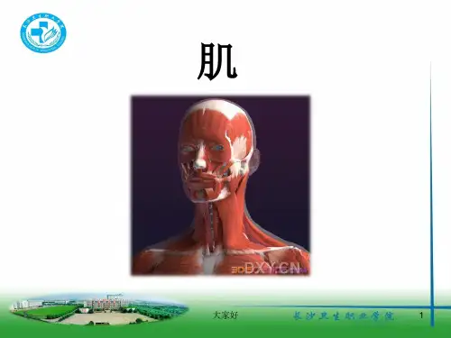 颌面部肌肉 PPT