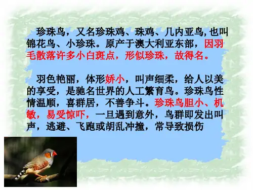 四年级上册语文课件21珍珠鸟苏教版共21张PPT