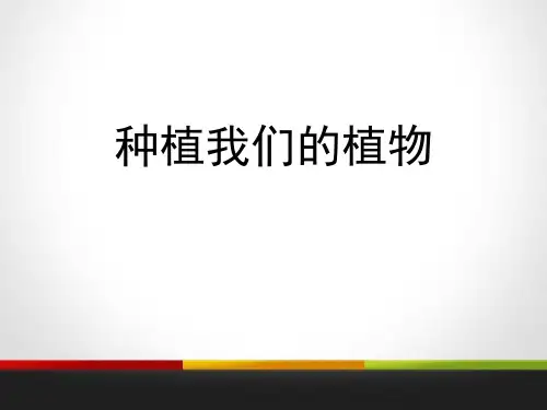 《种植我们的植物》植物的生长变化-教科版三年级科学下册PPT课件