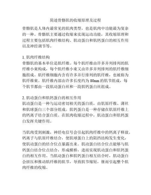 简述骨骼肌的收缩原理及过程