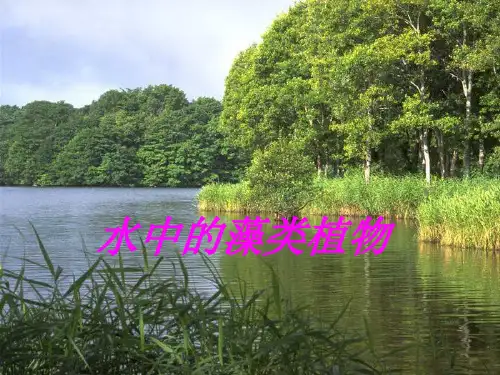 水中的藻类植物ppt课件