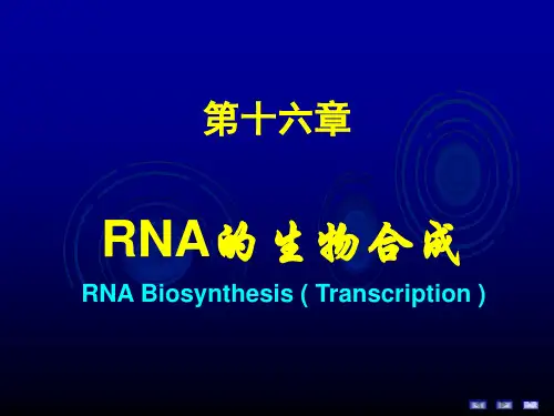 大学课程生物化学RNA的生物合成课件